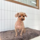 몽띠끄펫 이미지