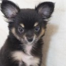 아담스펫강아지&가필드고양이 이미지