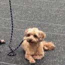 대견하개 이미지