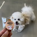 루이비독 | 대구근교 애견카페 : 루이비독 (왜관 애견카페, 칠곡 애카)