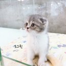 굿펫샵컴퍼니