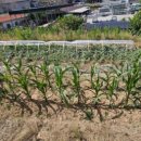 김해농장2 이미지