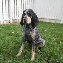 강아지나라 이미지