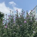 7월 셋째 주 주간일기 | 마지막 수국 피크닉, 토르, 장흥폭포수식당, 소니a9점검 및 수리, 청주 유럽수국
