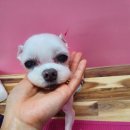 더도그맘