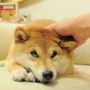 도지