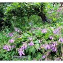 하추리산촌마을 이미지