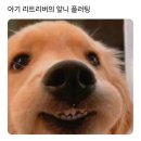 굿타이 이미지