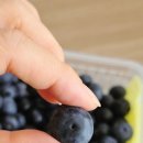 강산농장 | 강산들농장 제주 블루베리, 당일 수확과 엄격한 선별로 맛본 프리미엄 블루베리