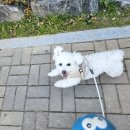광주 북구 전남대 고양이카페 조쉬크로플 후기