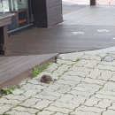 구례향기 이미지