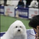 라운지펫 이미지