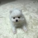 한빛 애견마을 이미지
