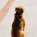 아이펫동물병원 이미지