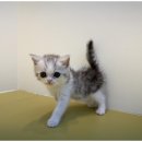 이편한도그 이미지