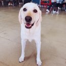 썸바디 독스 이미지