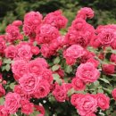 남하심소정 이미지