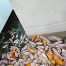 퍼스트피시카페 | [부산 강서구 명지] 아쿠아플레이하우스(키즈카페&amp;아쿠아리움)