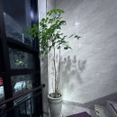 대구 아로마 전신아로마 코스 황비아로마 후기