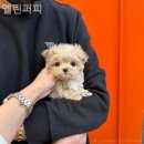 엘린퍼피 네이버블로그