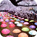 4월1일은 2018 진해군항제 벚꽃축제 관광트레킹/등산.... 이미지