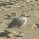 동고발전소 | [흑등고래 보는법] 내돈내산 샌프란시스코 몬트레이 고래투어 후기