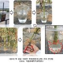 8월 고추 재배 기술정보