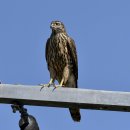 호곡리의 참매(Eurasian Goshawk) 이미지