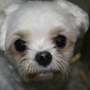 숭실중학교 이미지