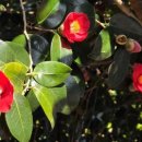 동백바다 이미지