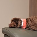 샤방하개 이미지