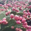 성호농원 이미지