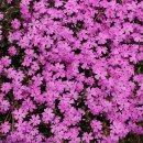 작은꽃지천 이미지