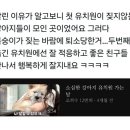 댕댕이 유치원 이미지