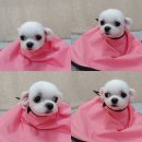 도그리썸 이미지
