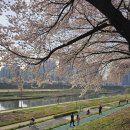 광명고가차도~시흥대교 | 서울 둘레길 13코스 (석수역~금천구청역~안양천벚꽃길~구일역) - 2025.4