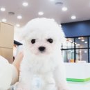 애니멀즈 강아지분양 고양이분양 천안점 이미지