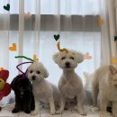 두유 개린이집 이미지