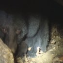 지리산 반달가슴곰, 야생에서 새끼 출산 이미지