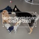 해멍달멍 | 인천 서구 애견카페 해멍달멍 방문 후기 / 소형견 중형견 애견유치원 애견호텔