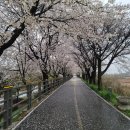 양평체육공원길 | 벚꽃 구경: 양평 강상체육공원 벚꽃길