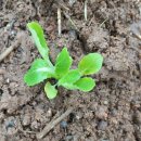 신호농장 이미지