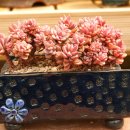 데일리프리티 이미지