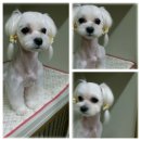 몽이스토리