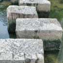 온천천시민공원 수국 이미지