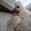 베스트비뇨기과의원 | 시험관 1차 : 신선 3일 배양 3개, 이식 후 증상 (+방광염, 임테기 비교)