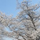 월악산 꽃피는 산골 이미지