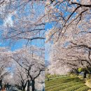 (여행) "너무 이뻐서 전국에서 찾아온다" 벚꽃길 핫플레이스 10곳 이미지