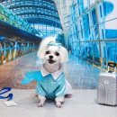 강아지풍경 이미지