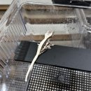 뽑기초보샵 | 화정역 파충류샵 리틀테일스 !! 입양 전 꼭 가보세요 !! 초보도 가능한 입양 후기